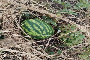 Watermelon from Papua New Guinea